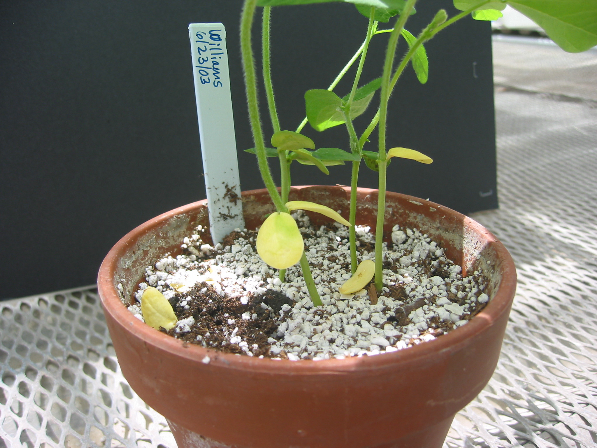 day17cotyledons-5.jpg