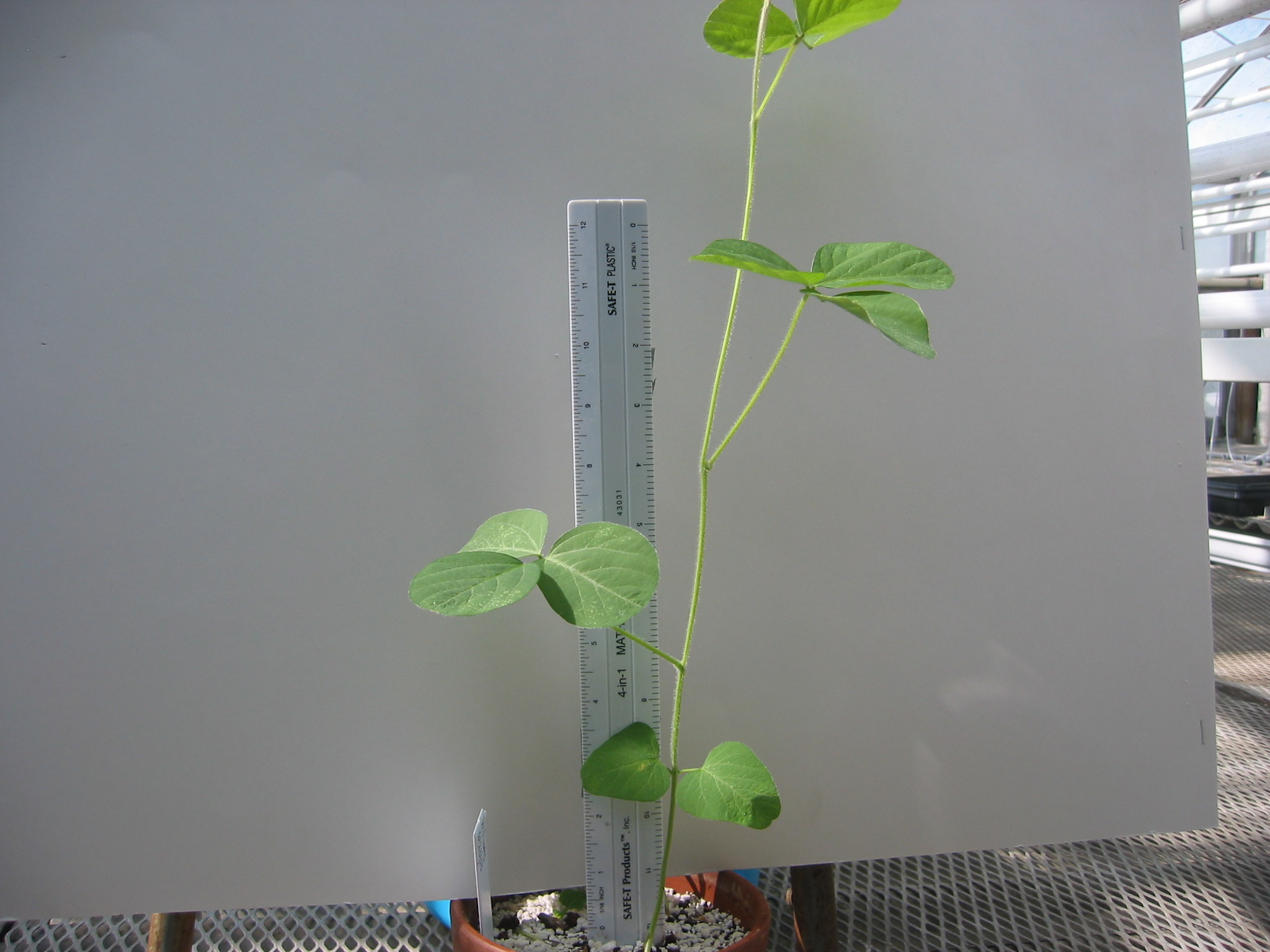 day29plant-2.jpg