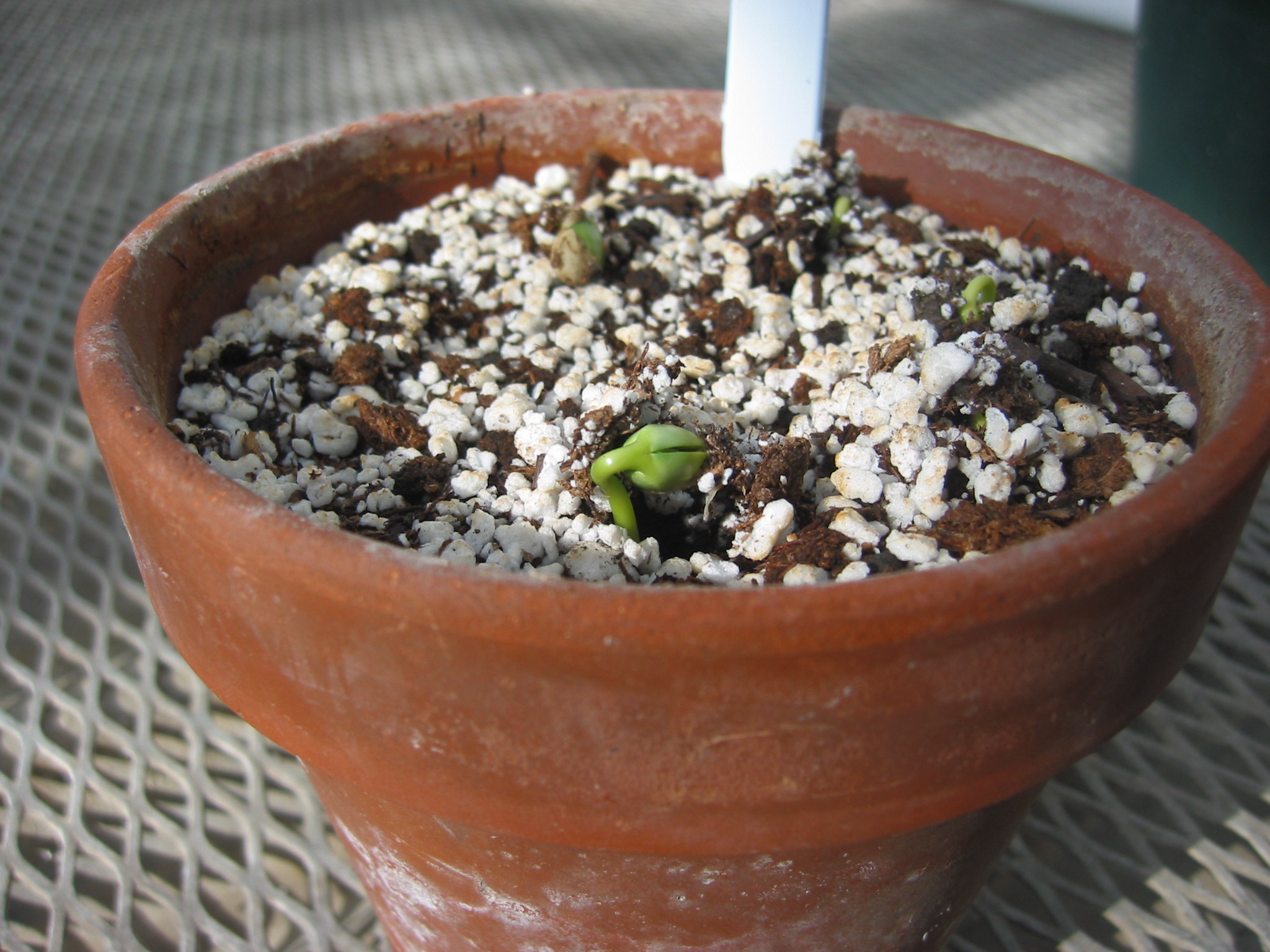 day3seedling-1.jpg