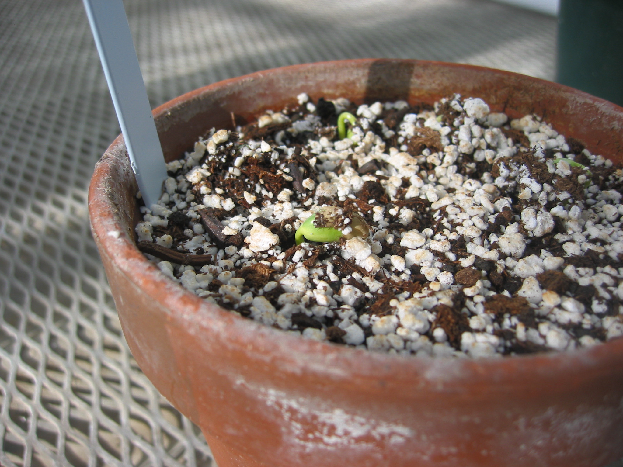 day3seedling-2.jpg