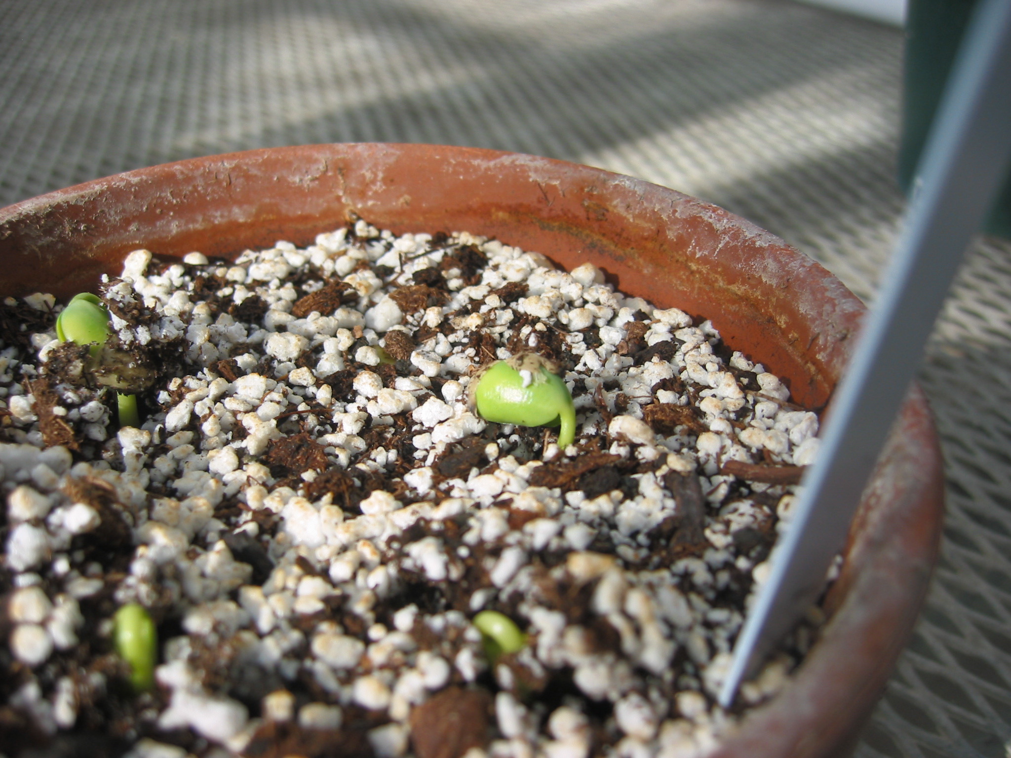 day3seedling-3.jpg