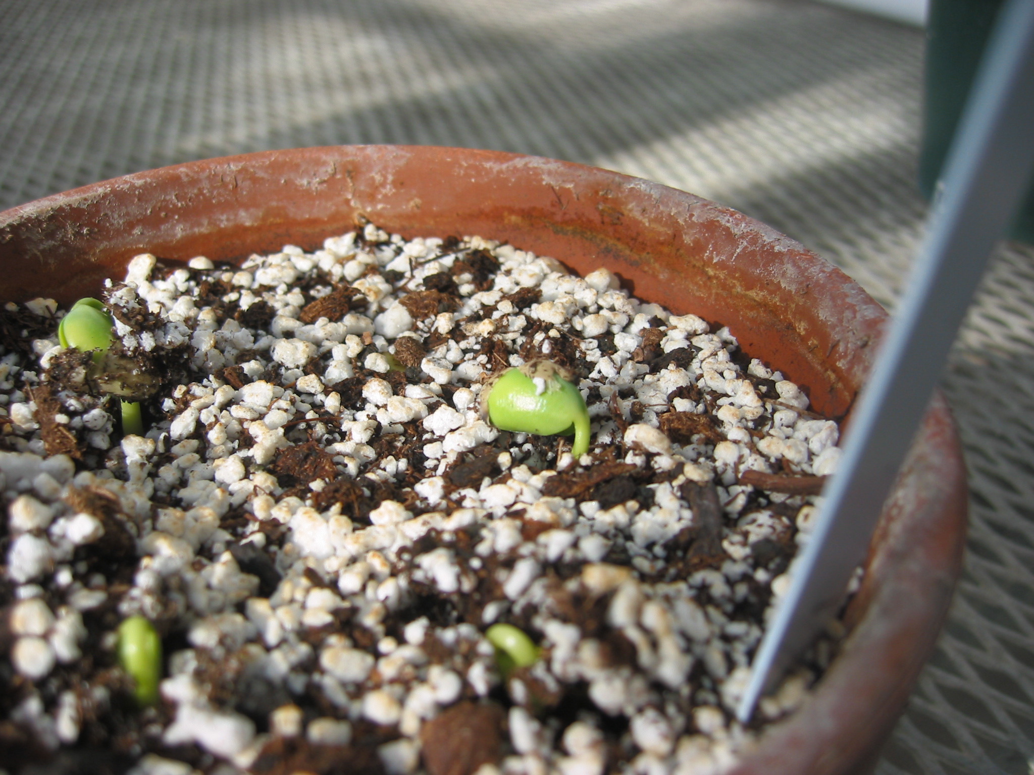 day3seedling-4.jpg