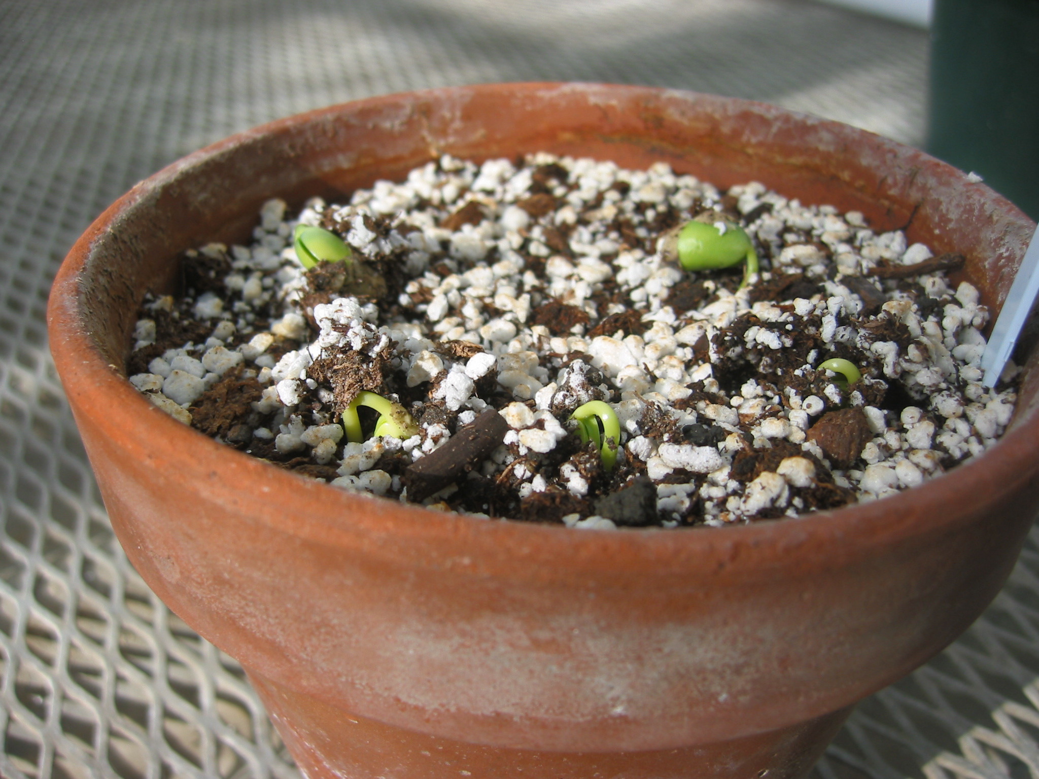 day3seedling-5.jpg