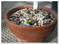 Day3Seedling-1.JPG