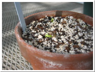 Day3Seedling-2.JPG