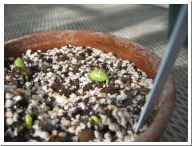 Day3Seedling-3.JPG