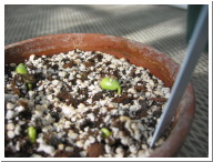 Day3Seedling-4.JPG