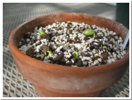 Day3Seedling-5.JPG