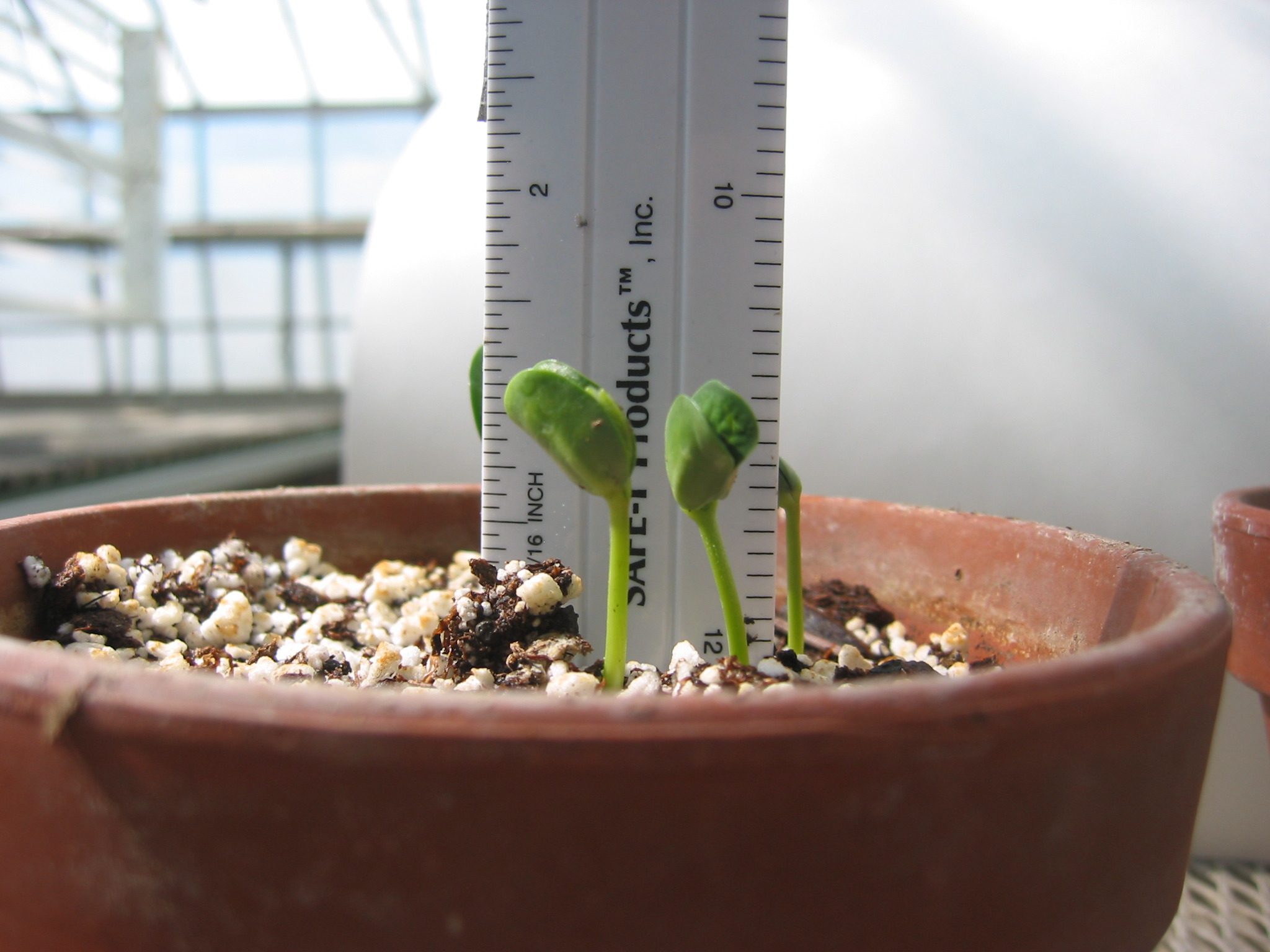 day4seedling-1.jpg