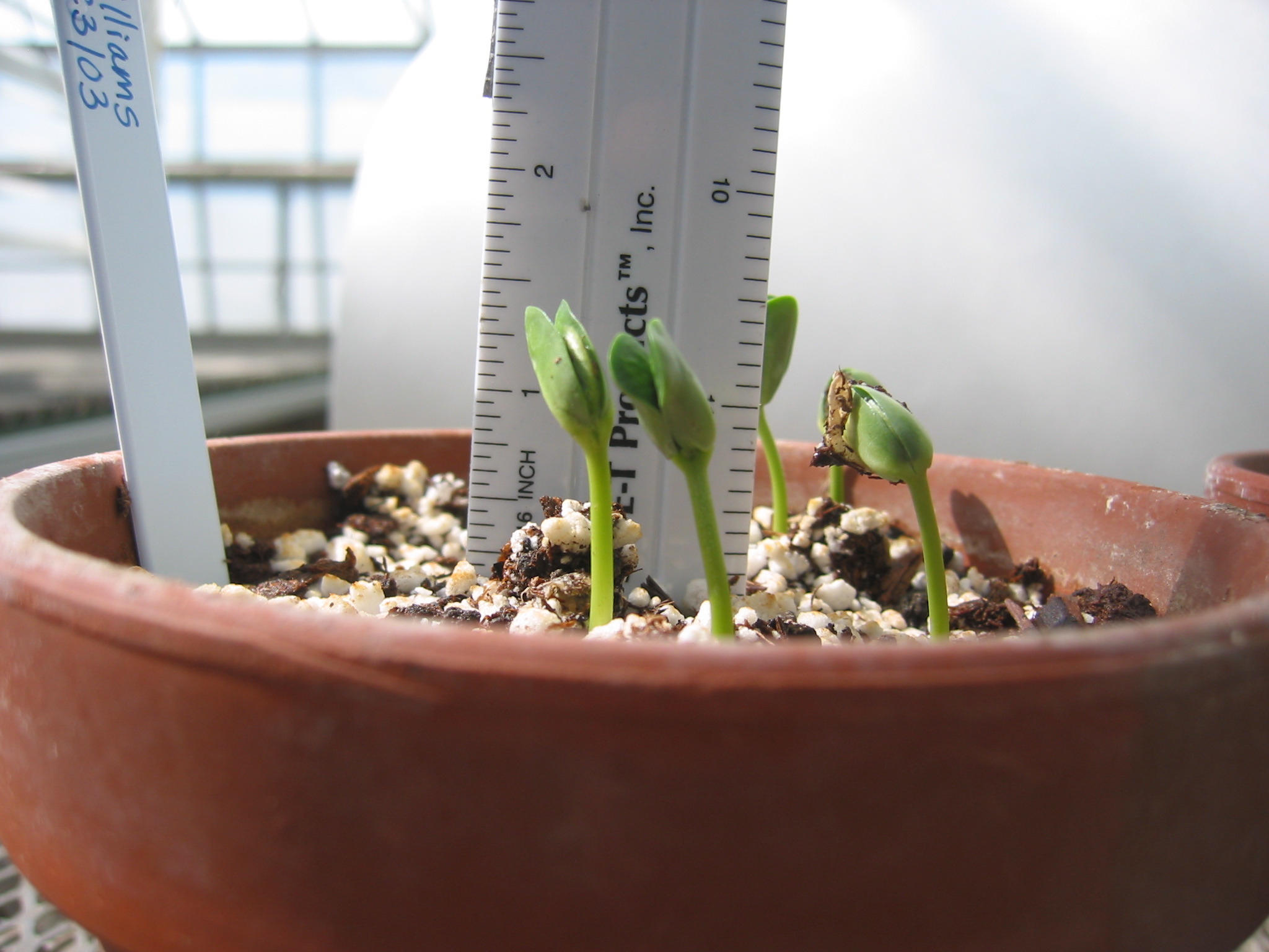 day4seedling-2.jpg