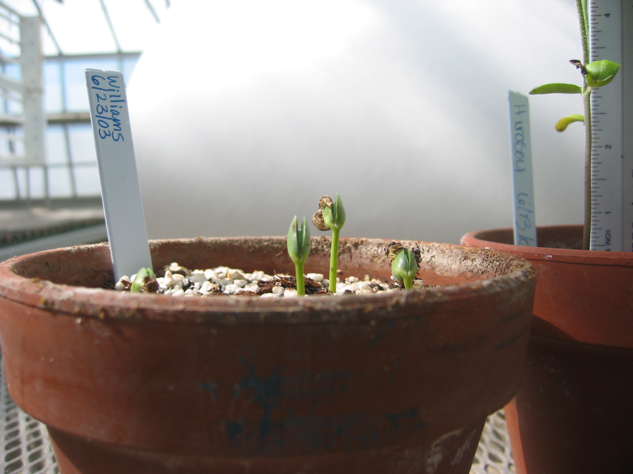 day4seedling-5.jpg