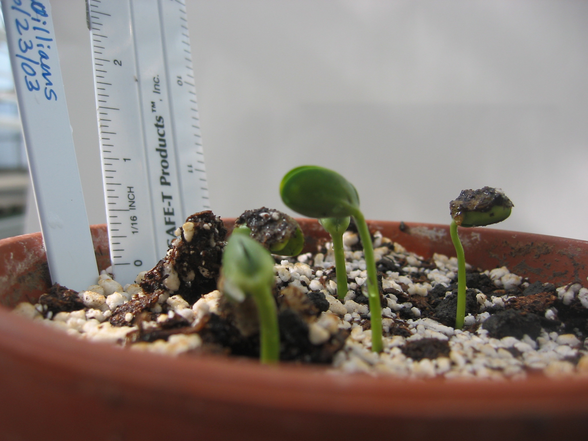 day4seedling-6.jpg