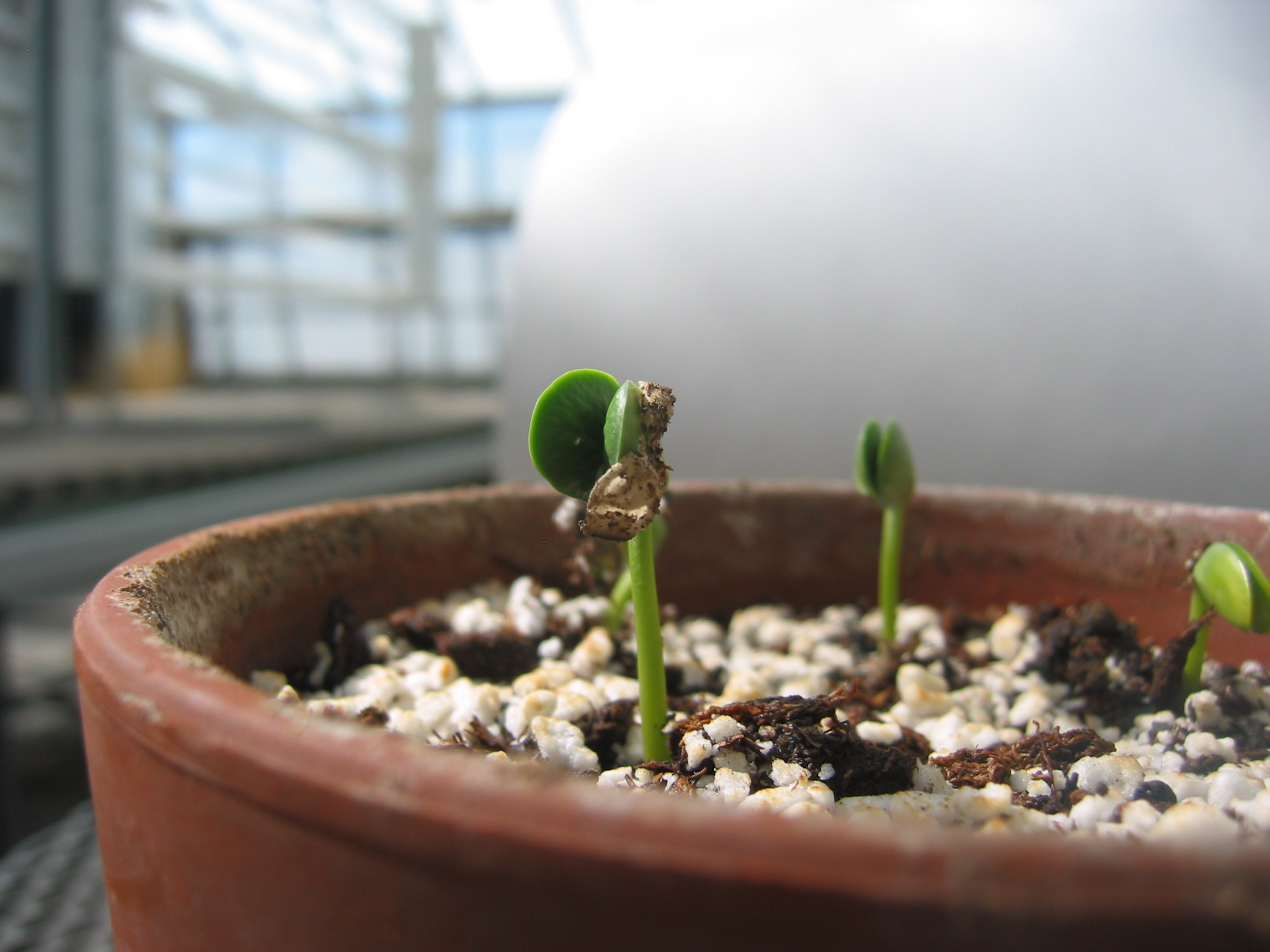 day4seedling-7.jpg