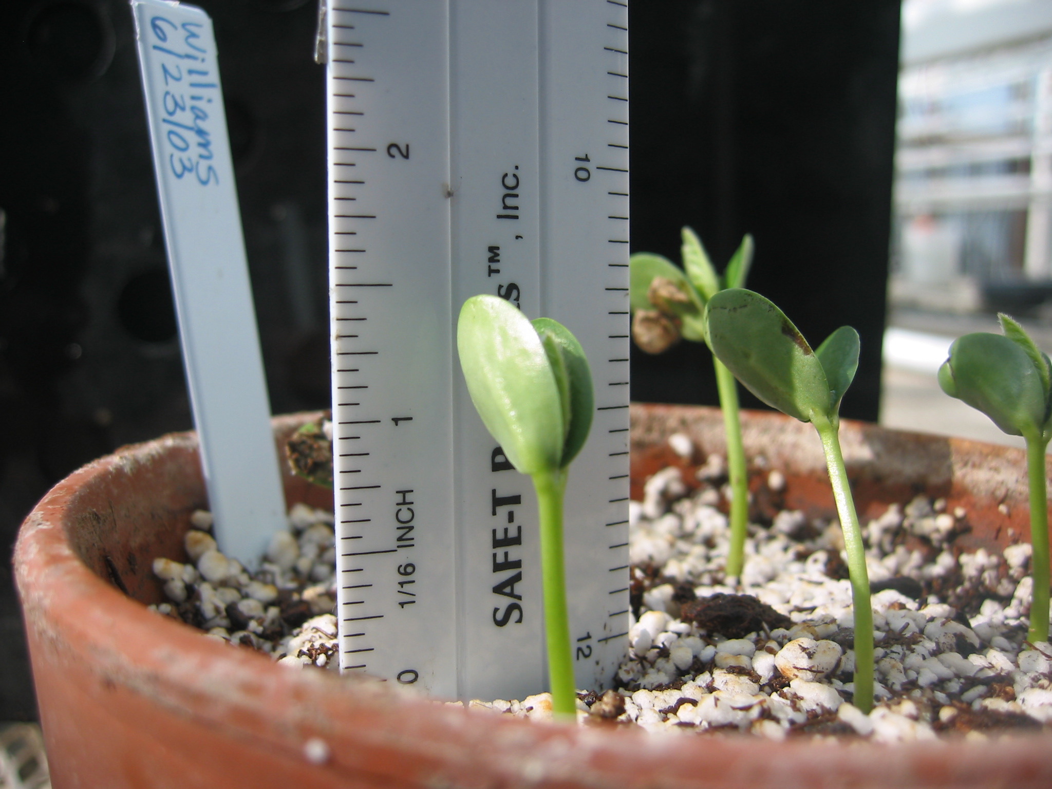 day5seedling-1.jpg