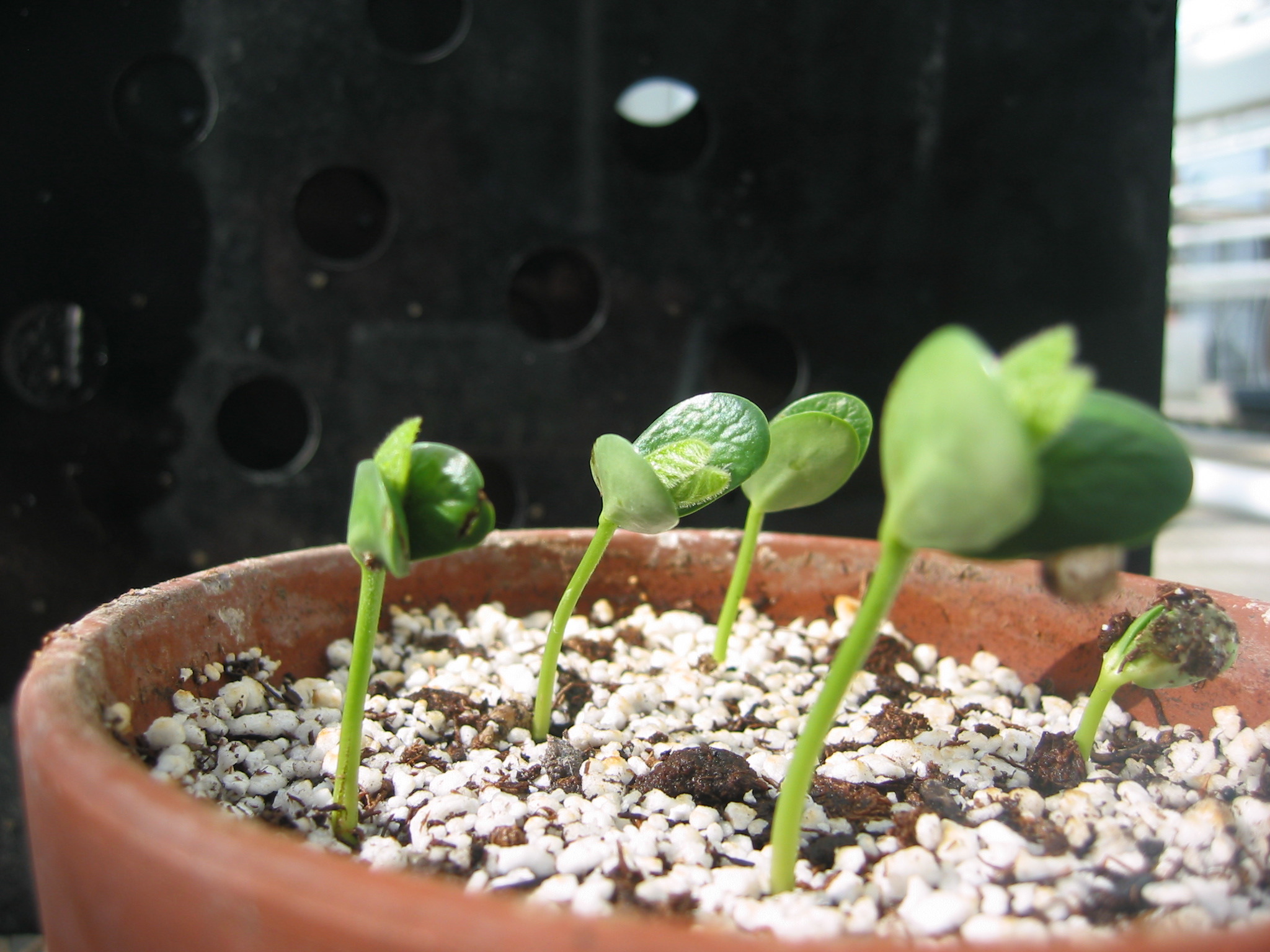 day5seedling-2.jpg