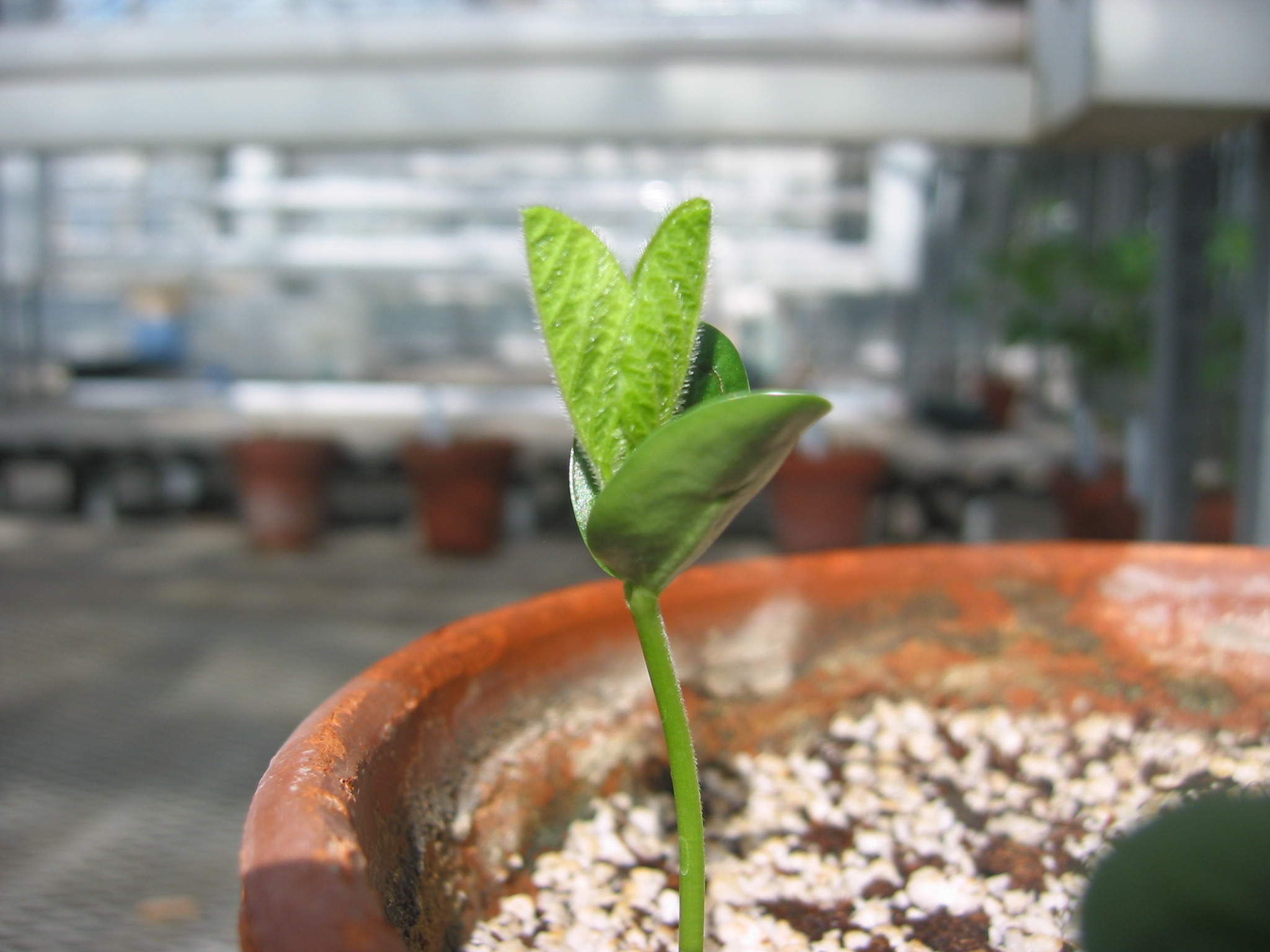 day5seedling-3.jpg