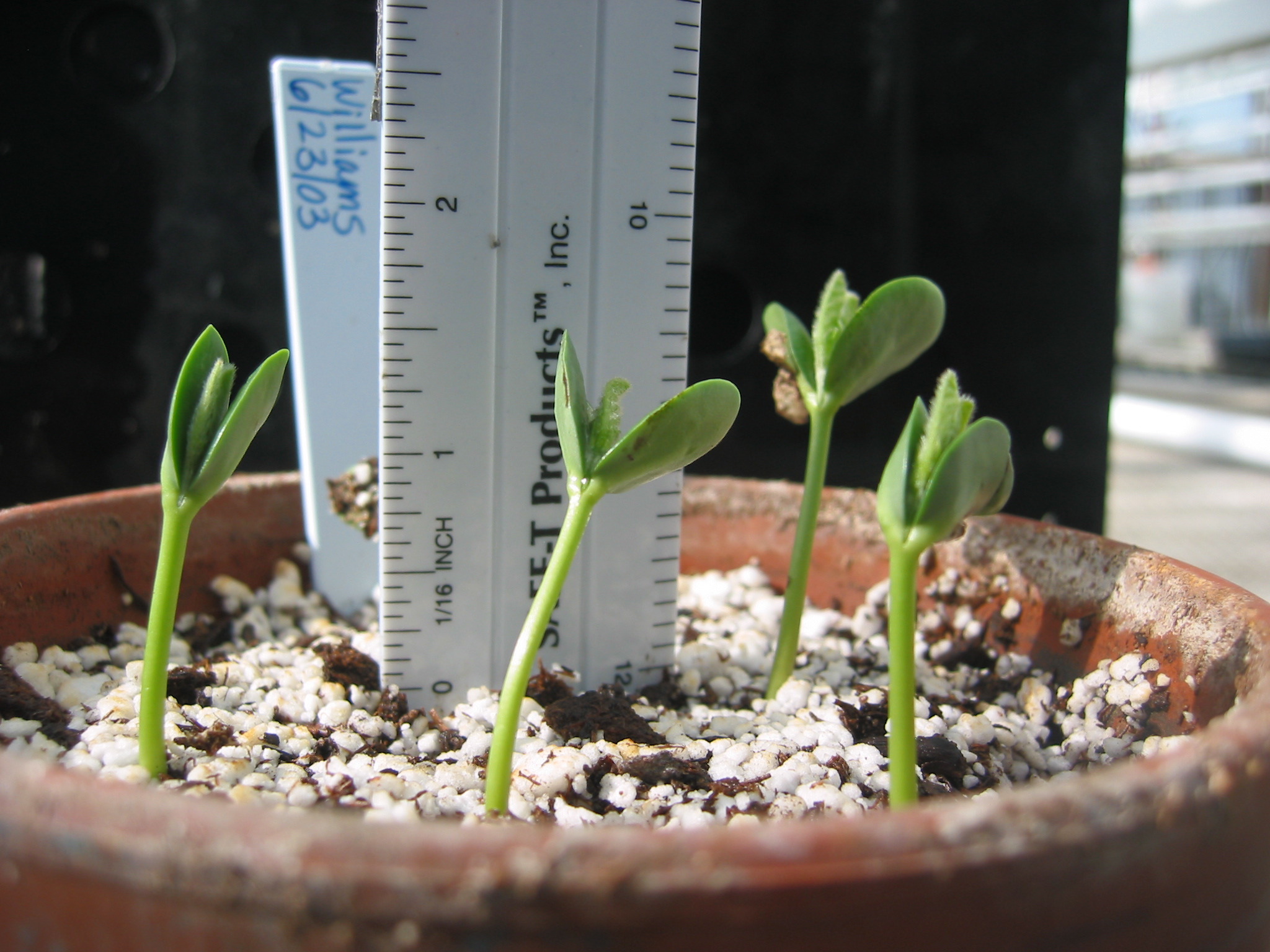 day5seedling-5.jpg