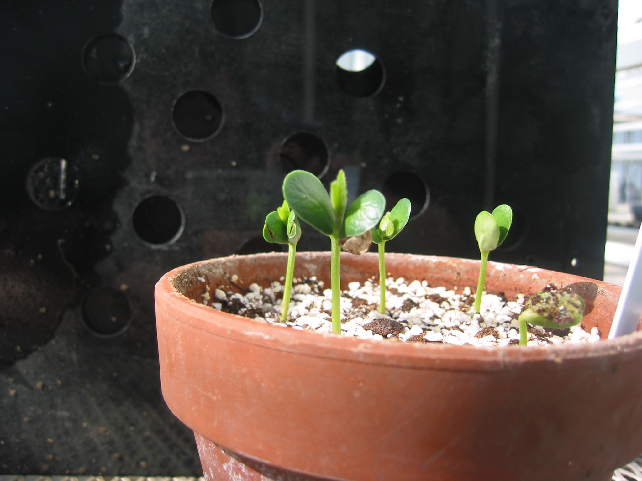 day5seedling-7.jpg