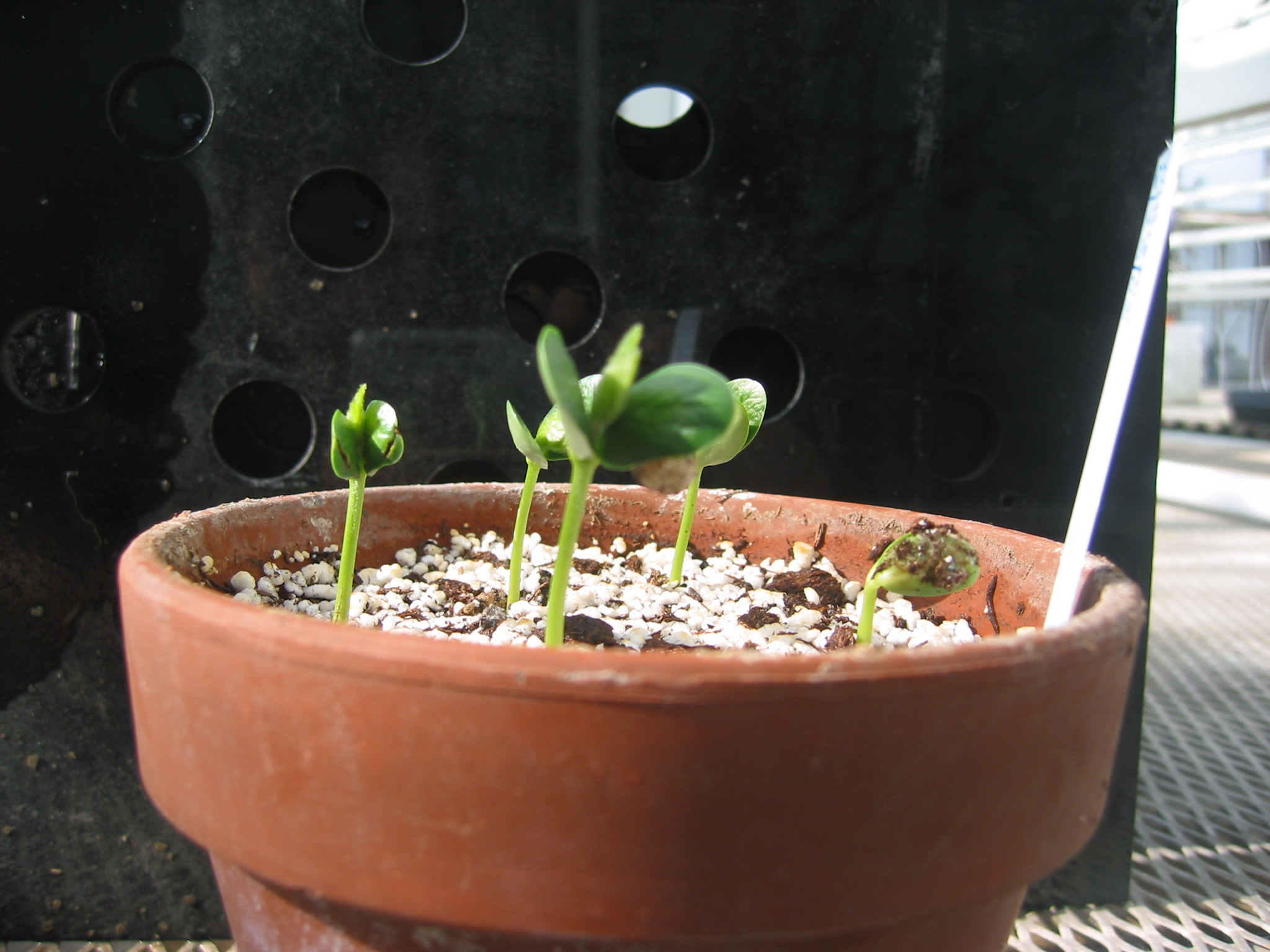 day5seedling-8.jpg