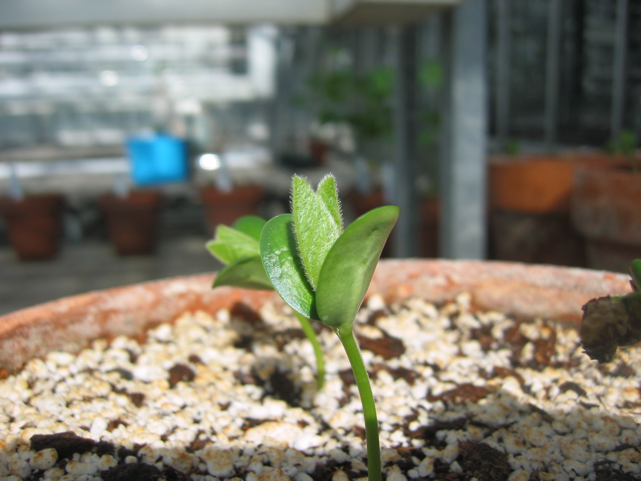 day5seedling-9.jpg