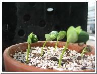 Day5Seedling-2.JPG