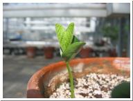 Day5Seedling-3.JPG