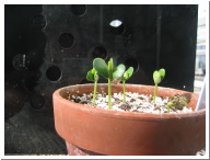 Day5Seedling-7.JPG