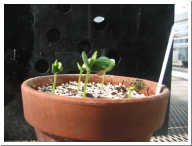 Day5Seedling-8.JPG