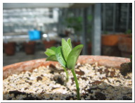 Day5Seedling-9.JPG