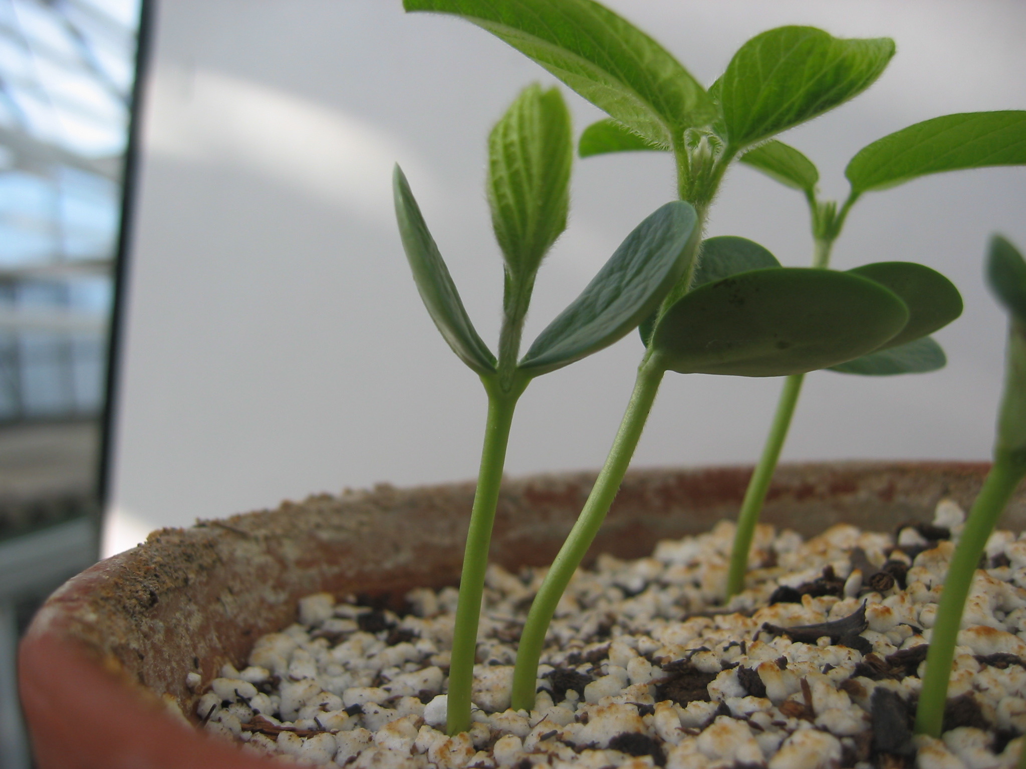 day7seedling-15.jpg