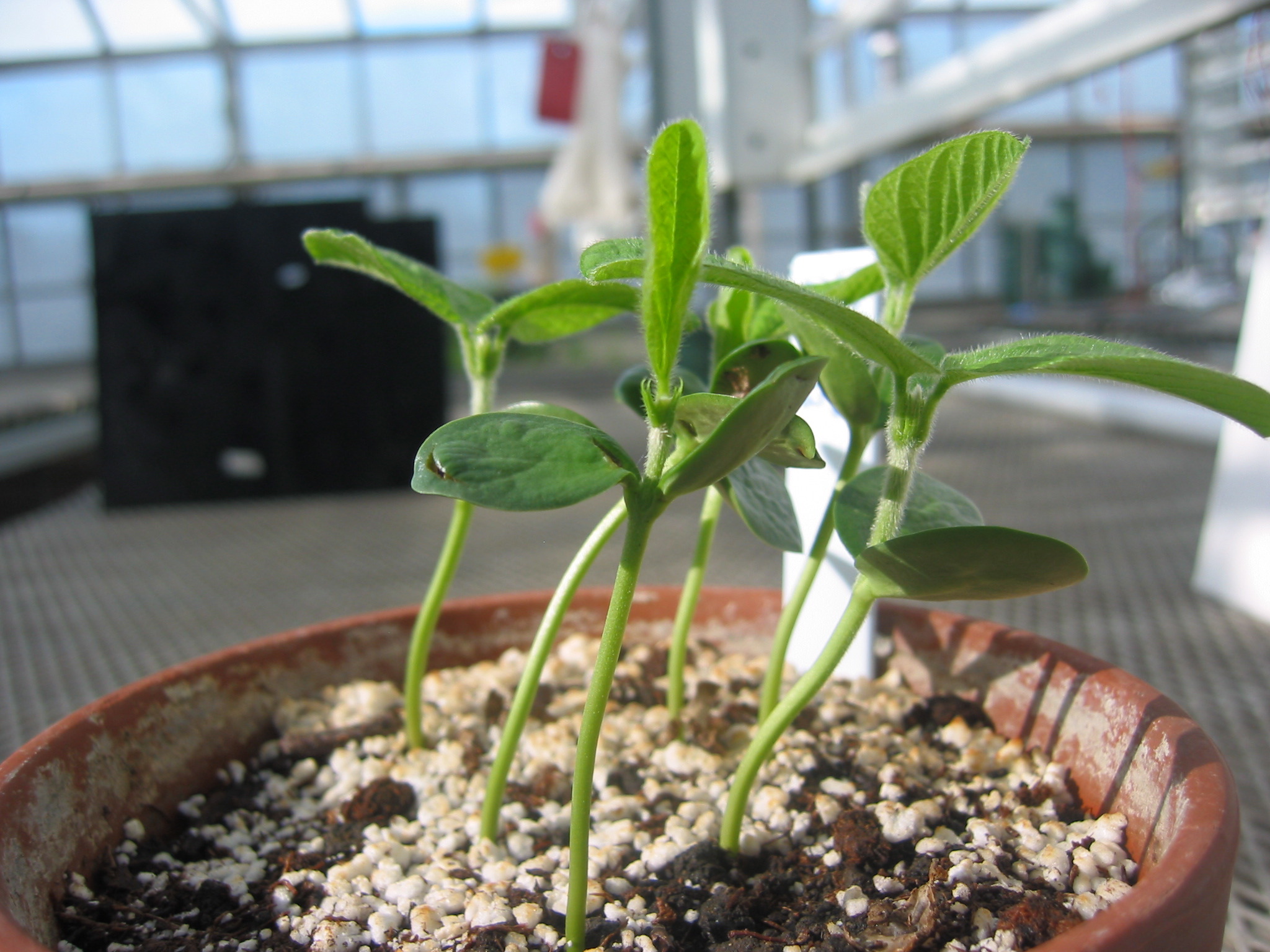 day7seedling-18.jpg