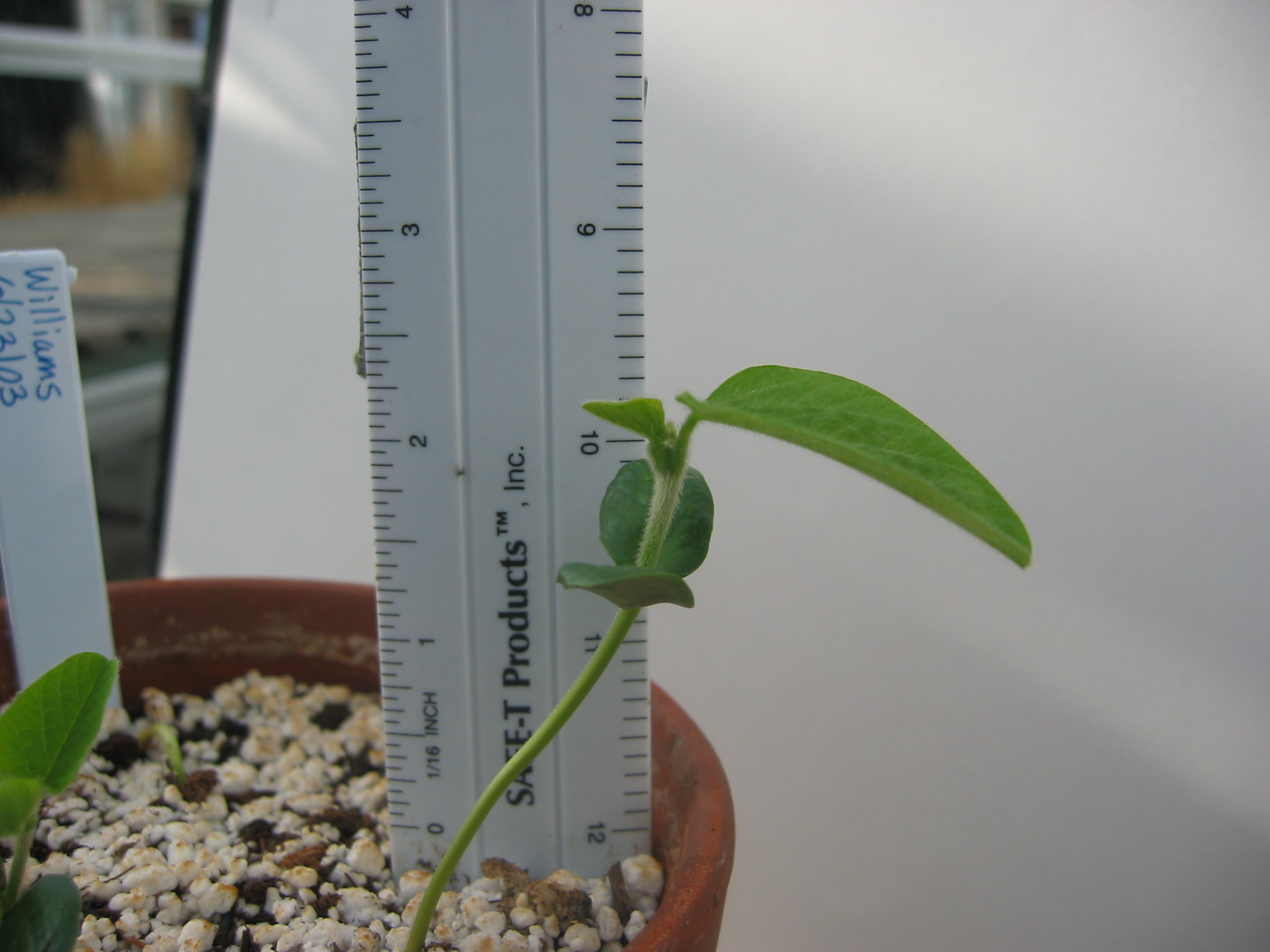 day7seedling-3.jpg