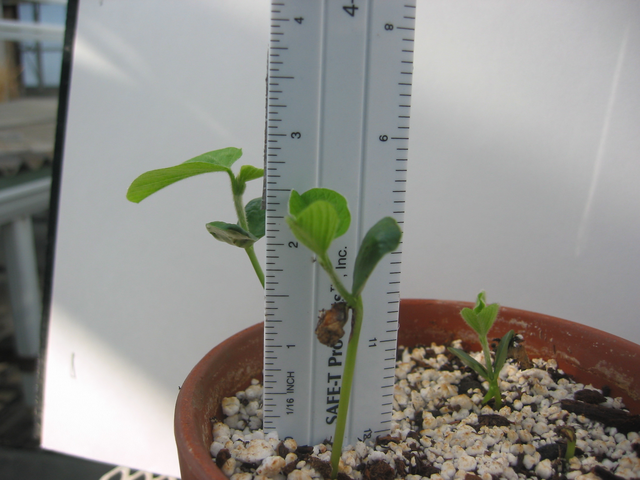 day7seedling-4.jpg