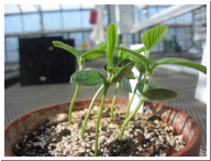 Day7Seedling-18.JPG