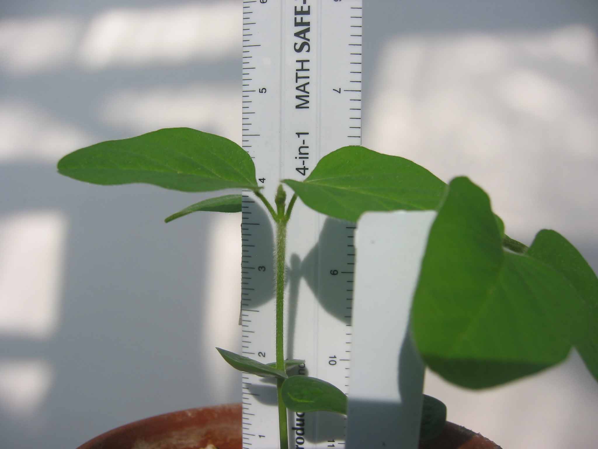 day8seedling-17.jpg